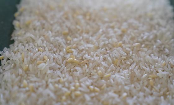Arroz blanco fortificado producido en Camboya.